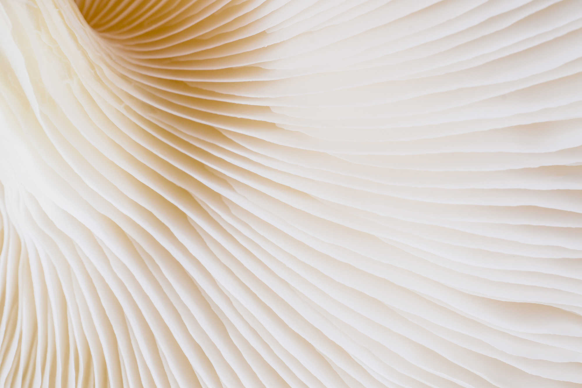 Abstract background, in beige